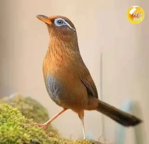  我省新增重点保护动物请爱护它们