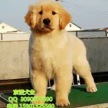  北京京诺犬舍供应产品