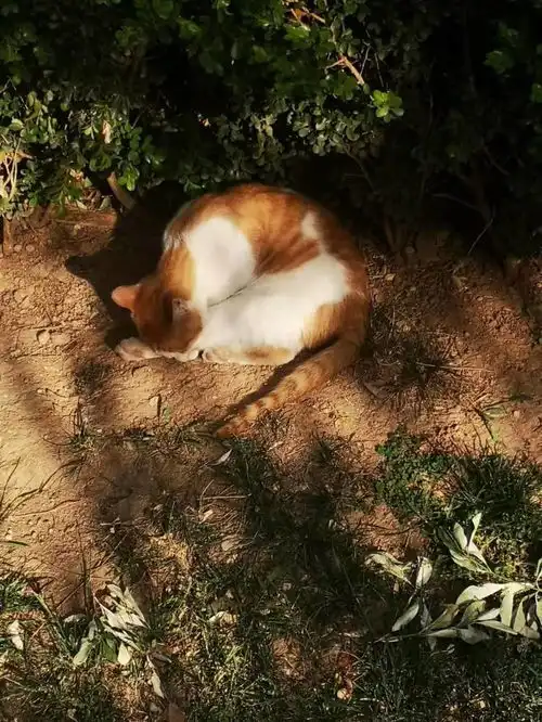  控制好你的情绪,避免出现踢猫效应