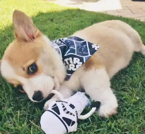  没事最好别惹这6种狗狗,不然它们很容易咬人