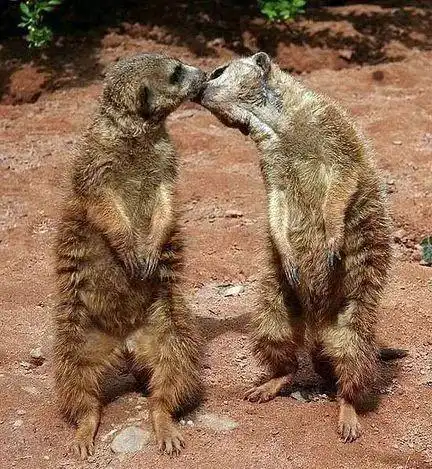  动物们的亲热瞬间