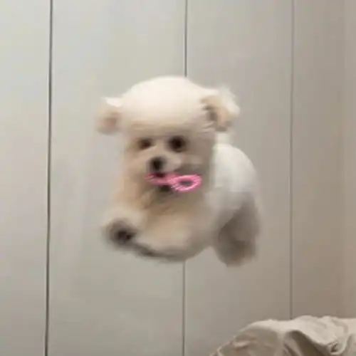  全网在找的可爱且有趣的狗狗头像