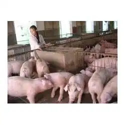  猪苗仔猪批发猪苗仔猪供应猪苗仔猪厂家网络114