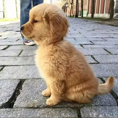  试问谁能拒绝一只小金毛的治愈呢,你有嘛