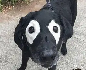  肥唐说60岁大妈为讨债整容成少女,有这钱还款不好吗