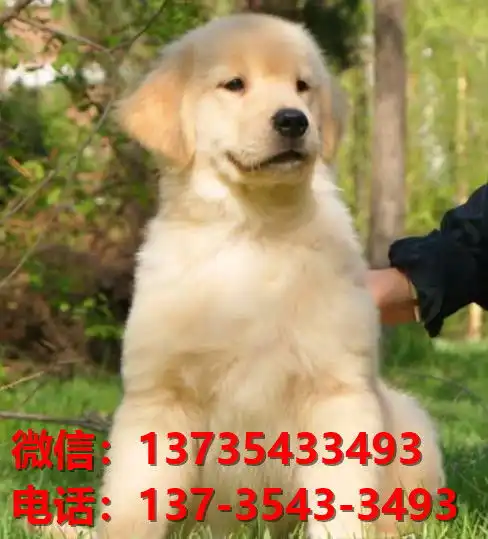  渭南宠物狗狗犬舍出售纯种金毛犬买狗卖狗地方在哪有狗市场领养