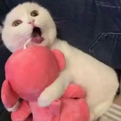  沙雕动物头像哈哈