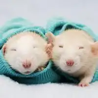  小老鼠微信头像微信头像图片大全