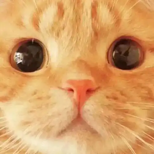  520猫咪情侣头像喜欢夏天的风,也喜欢夏天的你