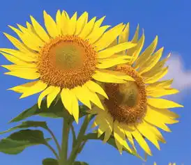  最漂亮的情侣花,难得一见,太美了