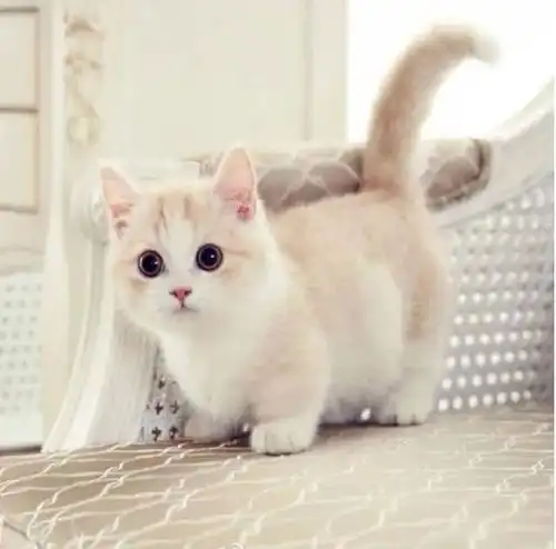 动保新航道猫三联在美国也那么独一无二吗