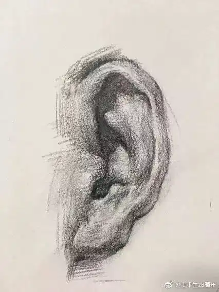  联考突击,素描头像解剖