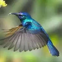  蜂鸟头像微信微信头像图片大全