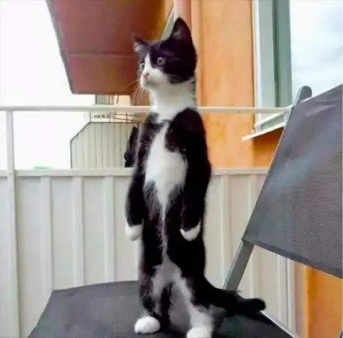  猫咪总喜欢跑酷,你知道是什么意思吗