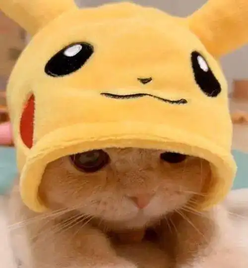 当可爱猫咪带上比卡丘帽子会怎样