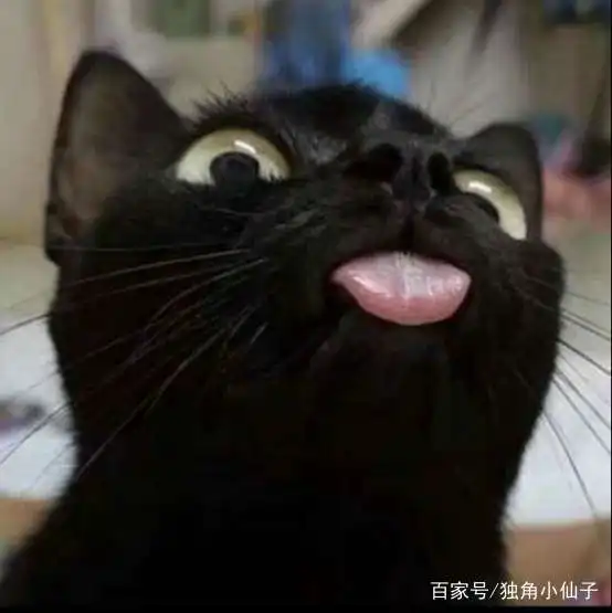  一只很多人拿来做头像的猫,曾被网友以为是假猫,网友是魔鬼吗