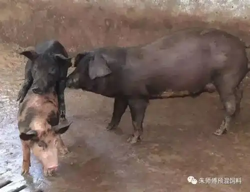  情人节,养猪人浪漫起来,就没有文人什么事了