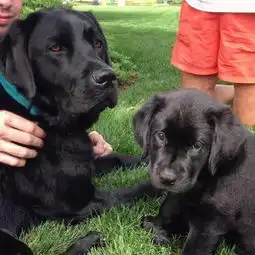  黑色拉布拉多,经典永不过时