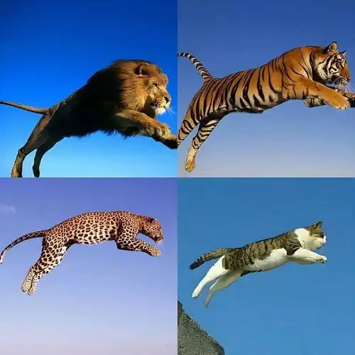  妹子养的白猫,屁股蛋长金毛,网友不信,点开一看嚯,菊部金渐层猫咪老鼠花猫宝宝逗猫网易订阅