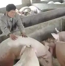  养猪户七大真实的谎言