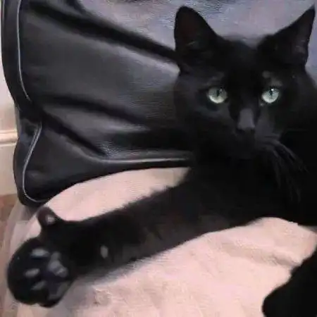  性感猫咪,在线点赞