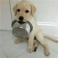  小拉布拉多头像图片微信头像图片大全