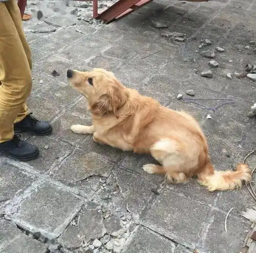  金毛被柯基欺负,主人你这么大只,怎么这么怂