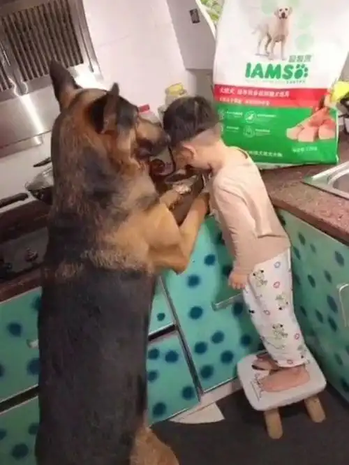  萌娃给狗子分东西吃,狗子就在一旁乖乖等着,太有爱了
