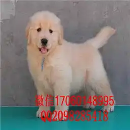 广州哪里有金毛犬出售哪里有狗场卖金毛犬便宜金毛幼犬图片价格