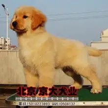 中国金毛俱乐部