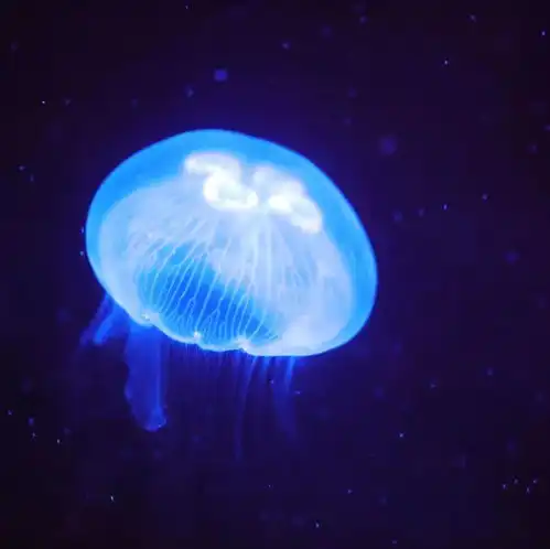  春节笑出猪叫抽30万豪车属猪游客19.9,这个春节猪你好运