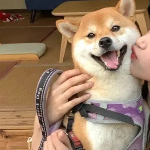  cp头像总会用到的的情侣头像来啦