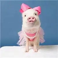  小猪吃白菜的情侣头像微信头像图片大全