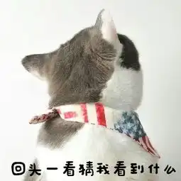  很俏皮秀逗的猫咪头像图片带字,送给还上学的你