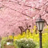  桃花头像图片大全微信头像桃花唯美图片