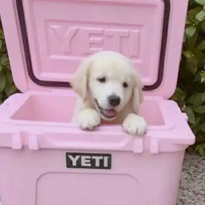  挑一个你最喜欢的叭