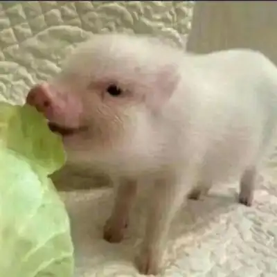  超沙雕情侣头像如果,我多一张船票,你会不会跟我一起走