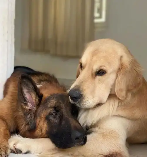  同时养了德牧和金毛,结果它俩灵魂互换了