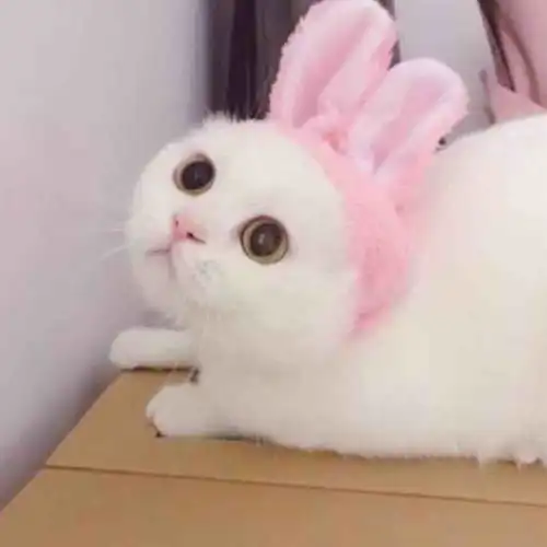一个一个偶像都不过如此