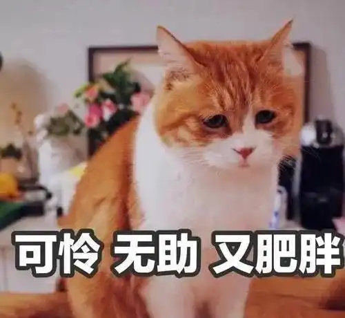 猫咪对同类的审美标准是什么样子的