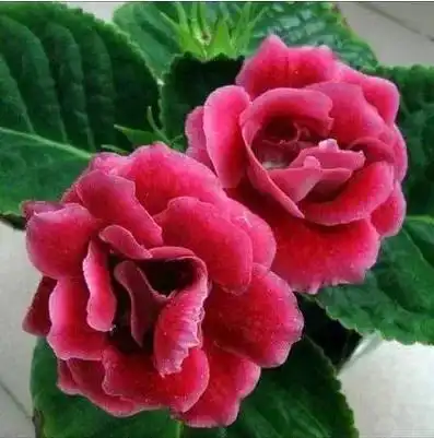  大岩桐花,分外妖娆,太美了,太耀眼了