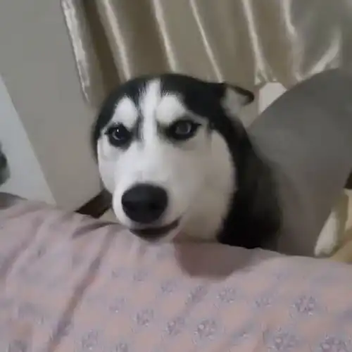 哈士奇打架我虽然不行,但是在吵架这一块我就没怕过谁