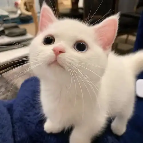  油气大跌,纳指小阳,有盈利了,是补仓还是撤退