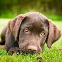  小拉布拉多头像微信头像图片大全