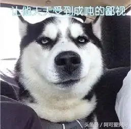  你见过正常的哈士奇吗在哪,什么时候