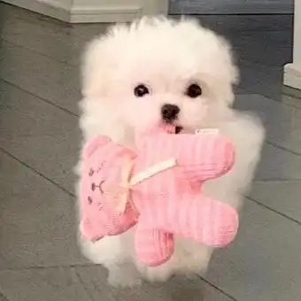  超可爱的狗狗头像