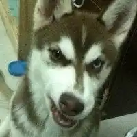  哈士奇情侣狗狗头像微信头像图片大全