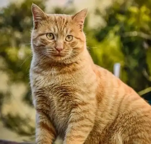 猫咪也会不忠心闺蜜提醒看看这4种,希望没有你家的猫