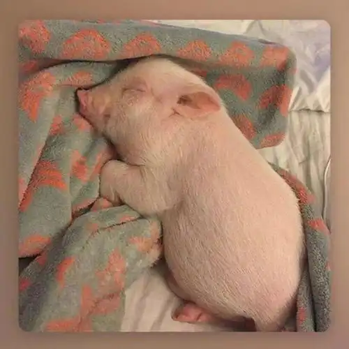  海洋月庚子鼠年春节杂感打油诗诗词吾爱网