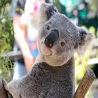  憨厚可爱考拉微信头像微信头像图片大全